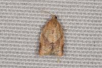 Clepsis consimilana