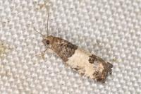 Spilonota ocellana