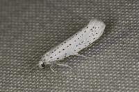 Yponomeuta evonymella