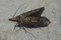 Aplota palpella