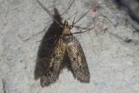 Aplota palpella
