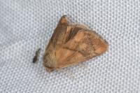 Apoda limacodes