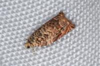 Gypsonoma minutana