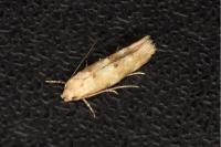 Mompha epilobiella