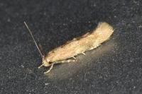 Mompha epilobiella