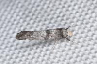 Paraswammerdamia nebulella