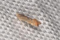 Phyllonorycter platani