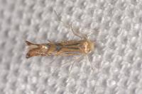 Phyllonorycter platani