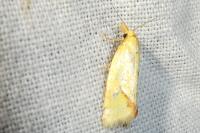 Agapeta hamana