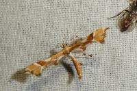 Cnaemidophorus rhododactylus