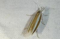 Pleurota aristella