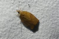 Pandemis heparana