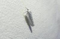 Yponomeuta