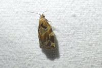 Archips xylosteana