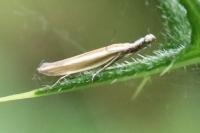 Pleurota aristella