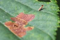 Cameraria ohridella
