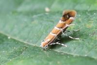 Cameraria ohridella