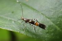 Cosmopterix zieglerella