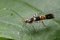 Cosmopterix zieglerella