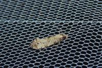 Morophaga choragella