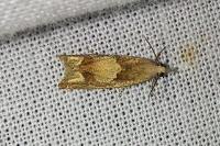Eucosma conterminana