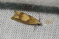 Eucosma conterminana