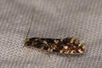 Nemapogon cloacellus
