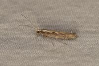 Plutella xylostella