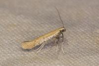 Aspilapteryx tringipennella