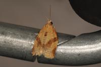 Clepsis consimilana