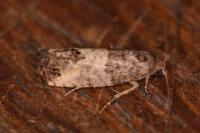 Spilonota ocellana