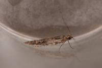 Batrachedra praeangusta