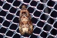 Endothenia gr. gentianaeana