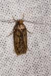 Hofmannophila pseudospretella