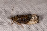Hedya nubiferana
