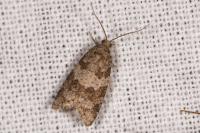 Cnephasia