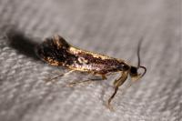 Monopis obviella