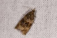 Orthotaenia undulana