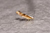 Argyresthia pruniella