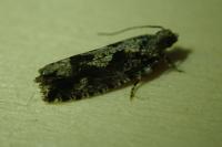 Zeiraphera isertana