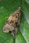 Celypha lacunana