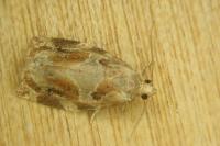 Archips xylosteana