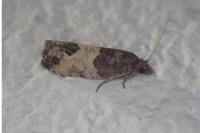 Spilonota ocellana