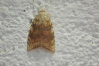 Aleimma loeflingiana