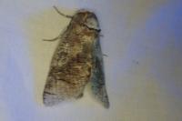 Cossus cossus