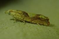 Eucosma conterminana
