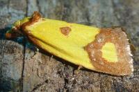 Agapeta zoegana