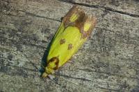 Agapeta zoegana