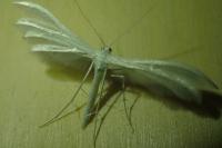 Pterophorus pentadactylus