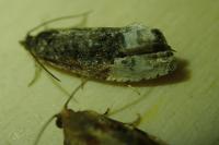 Hedya nubiferana